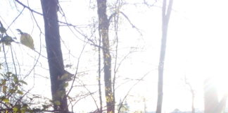 Warsztaty matematyczno-przyrodnicze „Park w liczbach” klasy 5 a