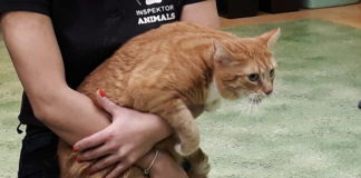 Wsparcie dla OTOZ „Animals”