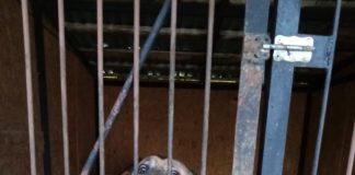 Podsumowanie akcji „Pomóżmy zwierzętom”.