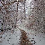 Karolina Kaczmar 6d SOBIEŃ