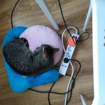 zadanie domowe – Ulubione zwierzę (5 maj 2021 13_10_59)