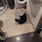 zadanie domowe – Ulubione zwierzę (5 maj 2021 13_11_25) (2)