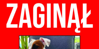 Prośba o pomoc w odnalezieniu psa.