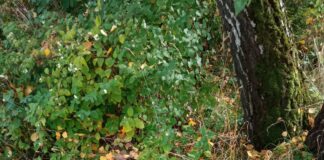 Akcja „Sprzątanie Świata”