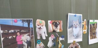 Światowy Dzień Zwierząt