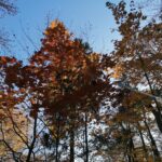 IMG_20211028_110413