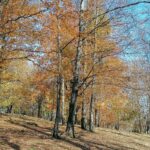 IMG_20211028_112010