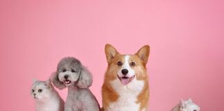 Wsparcie dla schroniska „Wesoły Kundelek”