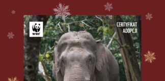 Adopcja słonia jako prezent świąteczny? Tak!!!