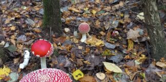 Żywa lekcja przyrody