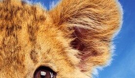 „King. Mój przyjaciel lew”