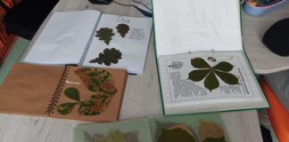 Najpiękniejszy zielnik z liści drzew