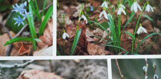 KONKURS FOTOGRAFICZNY ZWIASTUNY WIOSNY